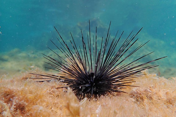 FSU researchers find sea urchin die-offs threaten Caribbean coral reefs